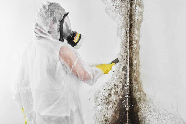Best Residential Mold Removal  in Sedalia, MO