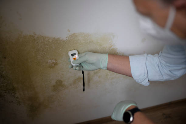 Best Mold Remediation  in Sedalia, MO