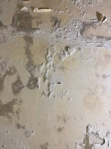 Reliable Sedalia, MO Mold Removal Solutions