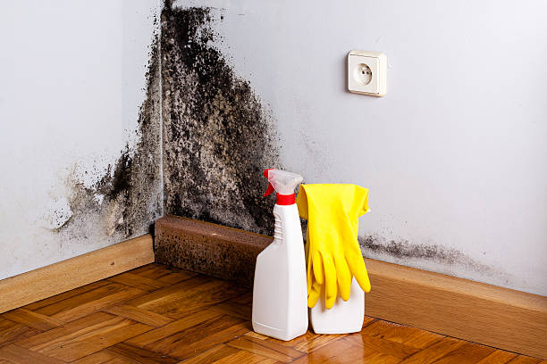 Home Mold Removal in Sedalia, MO