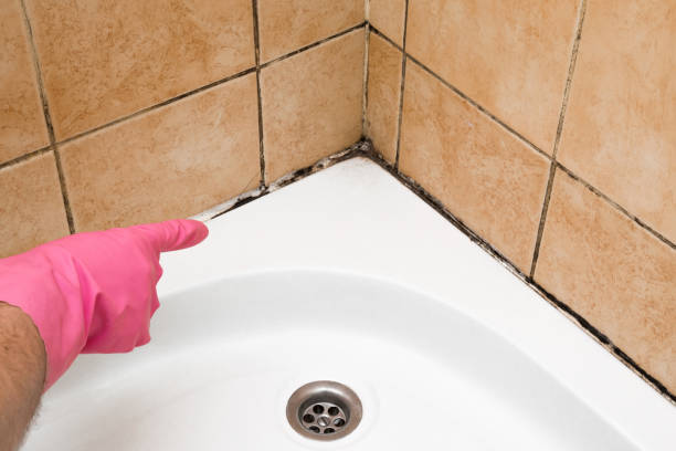 Best Affordable Mold Removal  in Sedalia, MO