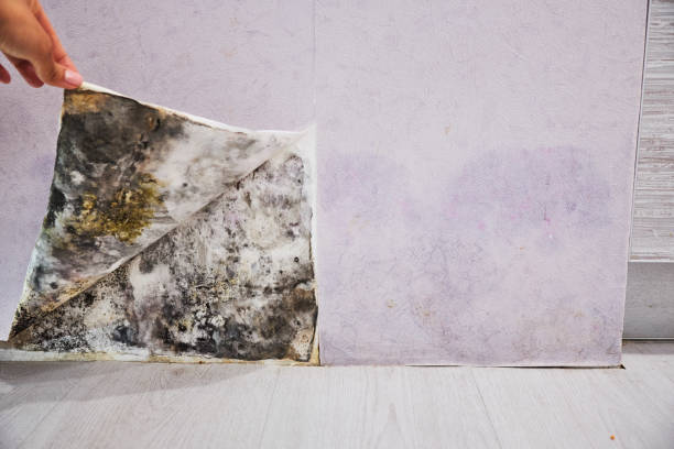 Best Toxic Mold Removal  in Sedalia, MO